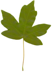 A maple (Acer Campestre) leaf