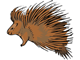Ikki - porcupine