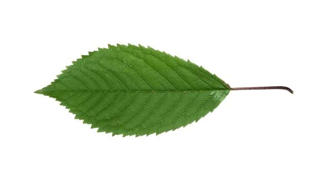 A cherry leaf