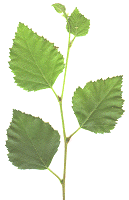 Silver Birch leaves alternate on either side of the stalk